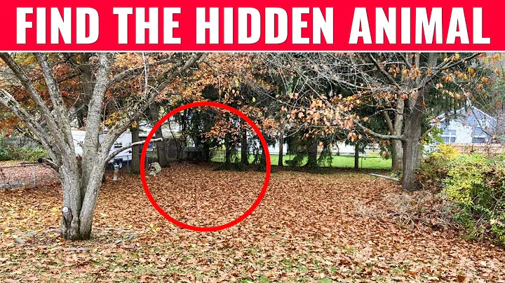 Can You Find The Hidden Animals? | Optical Illusions - QUIZ
