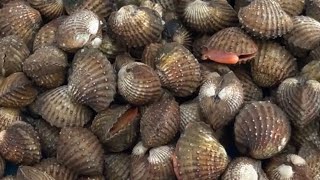 KERANG REBUS SIMPLE / SIMPLE BOILED COCKLES