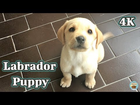 Labrador Puppy - First Day at Home 4K