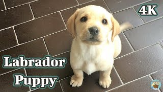 Labrador Puppy  First Day at Home 4K
