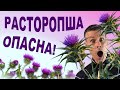 Как неправильное употребление расторопши разрушает здоровье