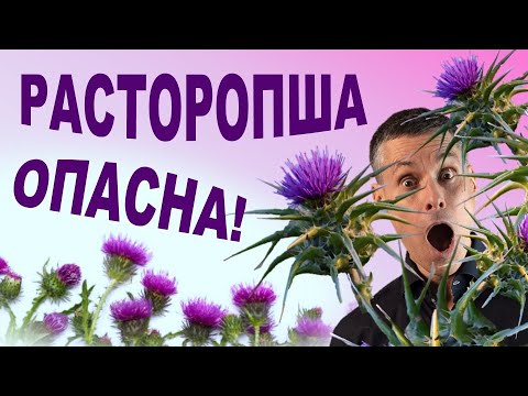 Как неправильное употребление расторопши разрушает здоровье