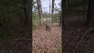 Palmetto states Dixie, jedi's mom. getting some exercise 3-5-24 by squirrel dog training 111 views 1 month ago 3 minutes, 14 seconds