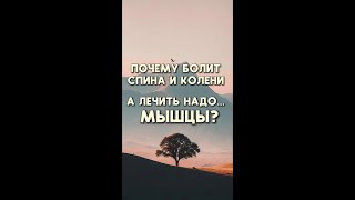Почему болят спина и колени, а лечить надо околопозвоночные и околосуставные мышцы?