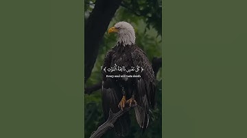 سورة العنكبوت عبد الرحمن مسعد #اكتب_شي_تؤجر_عليه #القران