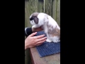 How to Properly Pick up and Hold your Rabbit