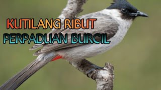 KUTILANG RIBUT MP3 PIKAT