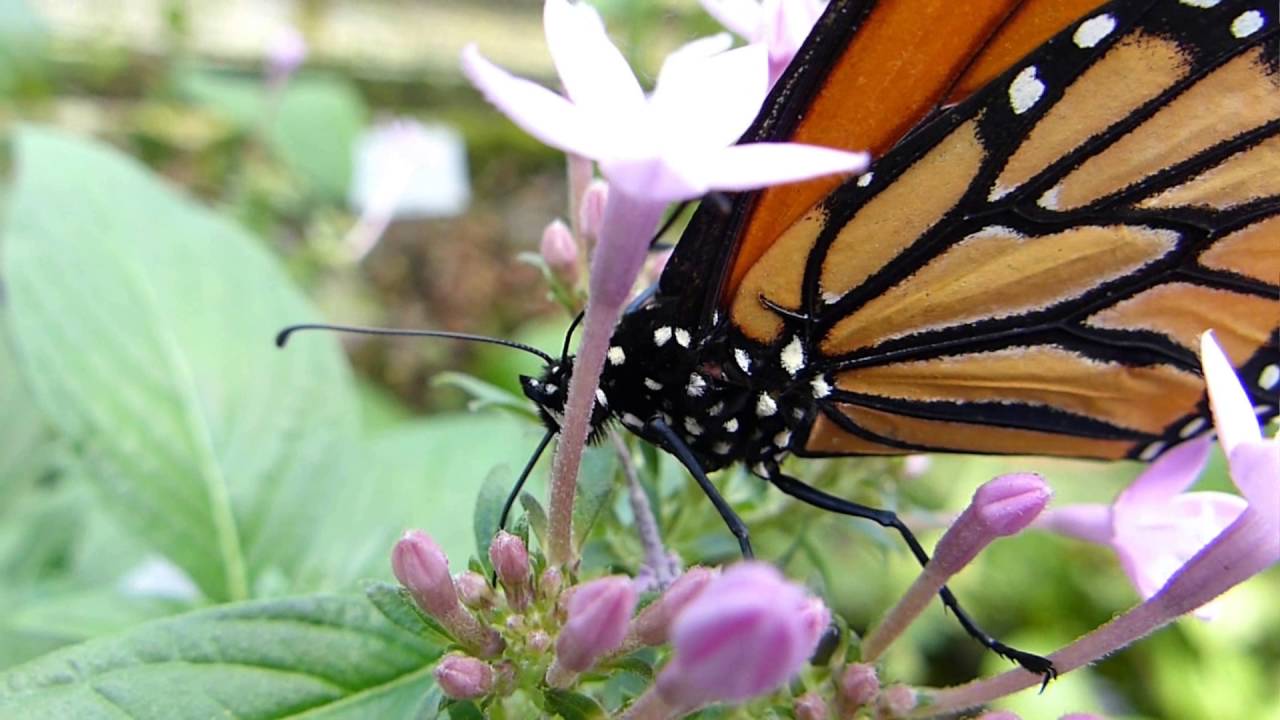 Botanischer Garten(1) Schmetterlingsausstellung YouTube