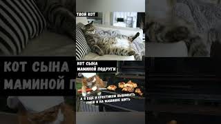 #Мемыпрокотят#Мемыпроживотных#Мемы2023#Memes #Рек#Рекомендация