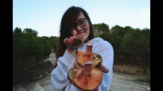 Setas Níscalos, Macrolepiotas y Mucho más Con Germanalways