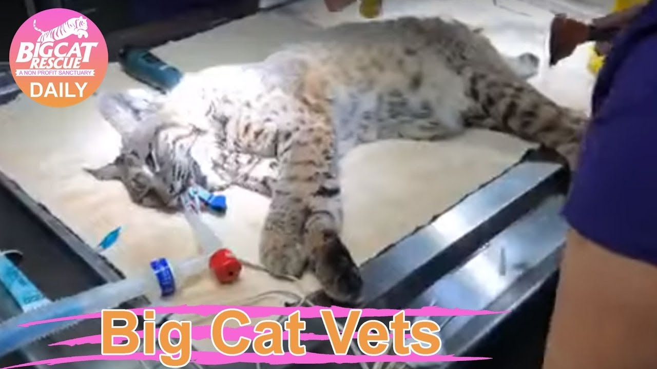 rescue dogs rock nyc Tom Tom the bobcat, one of our newest rescues, is having her intake exam with Dr. Justin. 09 23 2019