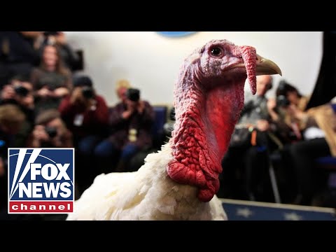 President Trump Pardons The National Thanksgiving Turkey