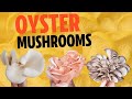 Types Of Oyster Mushrooms - A Complete Guide To All The Different Types You Can Grow Or Eat