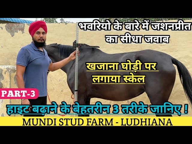 à¤²à¥€à¤¦ à¤”à¤° à¤ªà¥‡à¤¶à¤¾à¤¬ à¤•à¥€ à¤¦à¤¿à¤•à¥à¤•à¤¤ à¤†à¤ à¤µà¤¹ à¤˜à¥‹à¤¡à¤¼à¥€ à¤ªà¤° à¤–à¥à¤°à¤¾ à¤®à¤¾à¤²à¤¿à¤¶ à¤•à¥ˆà¤¸à¥‡ à¤•à¤°à¥‡à¤‚ - Mundi Stud  Farm Ludhiana - YouTube