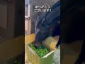 生牧草のプレゼントをいただくジンギくん #引退馬協会 #フォスターホース #ジンギ #horse