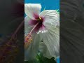 الفنان على بن علي الآنسي صبرت صبر الحجر من أجمل الاغاني اليمنيه التراثيه تجربتي 