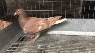 Sold - 75430 Meulemans Hen