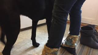 Winnies - Walk In Winnies