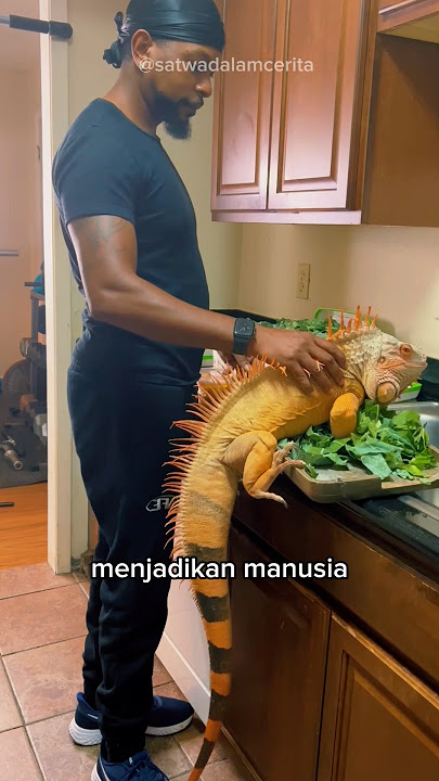 Iguanas Become Family🦎