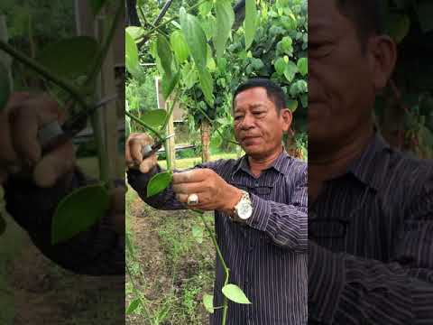 วีดีโอ: ข้อมูลเกี่ยวกับการตัดแต่งกิ่งพริกไทย