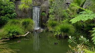 ASMR | Relaxing waterfall at Auckland Zoo