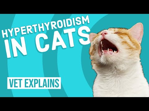 Videó: Miért veszít a macskám? Feline Hyperthyroidism Gyakori kérdések