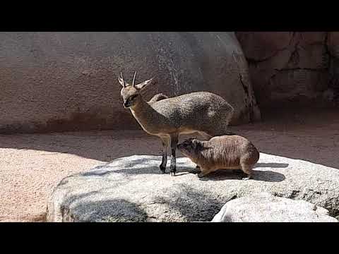 Klipspringer and Rock hyrax in mixed exhibit