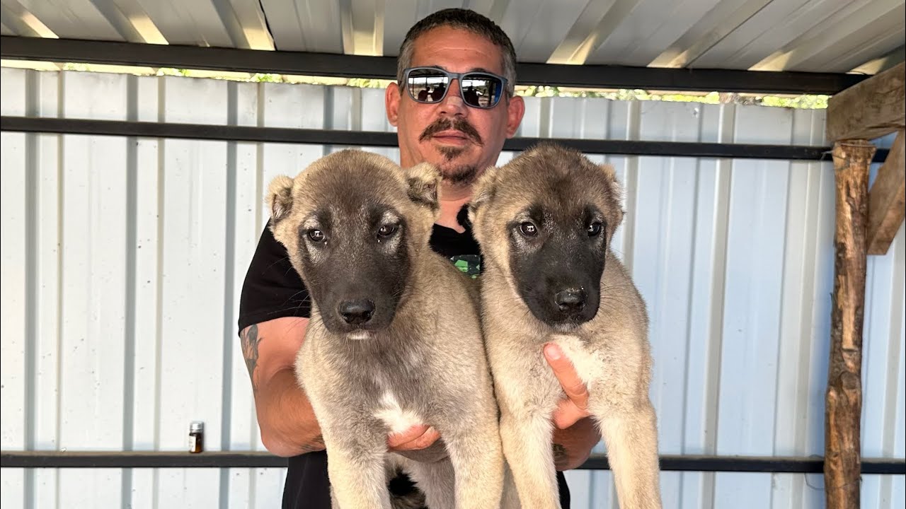 COYWOLF SALDIRISINI ÖNLEMEK İÇİN KANGAL TRANSFERİ @EREN ACIL KANADA