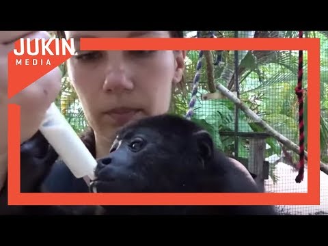 clips for crocs Woman Feeds Rescued Baby Howler Monkeys
