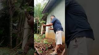 Download Lagu Mbubut pohong wek // mencabut singkong MP3