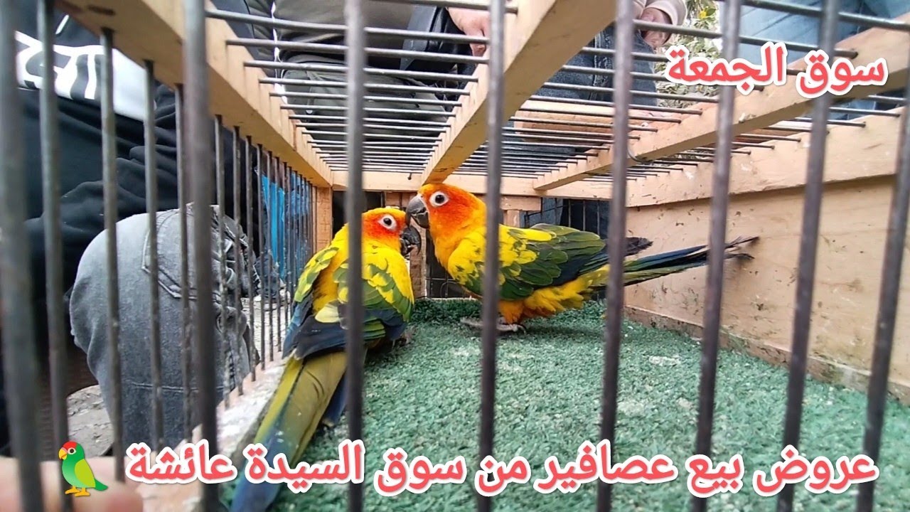 سوق الجمعة عروض بيع عصافير وببغاوات وحسون من قلب سوق الجمعة بالسيدة عائشة عصافير بأرقام أصحابها 🦜💣🔥