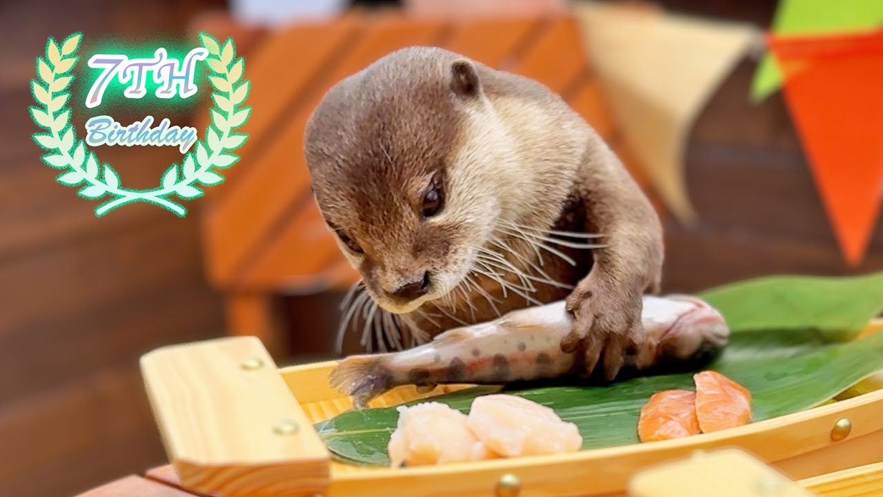 Как милые выдры проводят свои дни рождения!? [Жизнь Выдры- День 972]