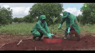 How to Plant An Avocado Seedling