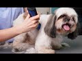 Dog grooming shih tzu beautiful hairstyle transformation