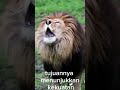 fakta unik tentang singa#hewan #singa
