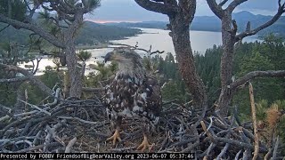 Subadult Bald Eagle visits the nest ❗️ Jackie and Shadow are not home 🌲 June 7/2023