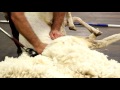 AWI Basic Wool Handling - Shearing Variations