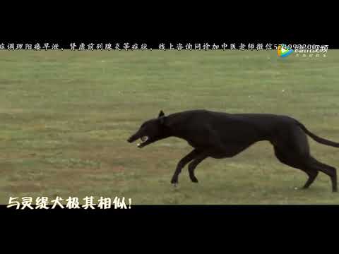 世界上速度最快的犬：灵缇时速60公里，与猎豹有的一拼