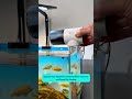 Smart Fish Feeder with Precise Portions | Máy cho cá ăn kiểm soát lượng và giờ ăn #aquarium #tools