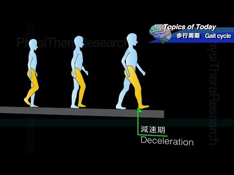 歩行周期 Gait cycle : 理学療法士による身体活動研究