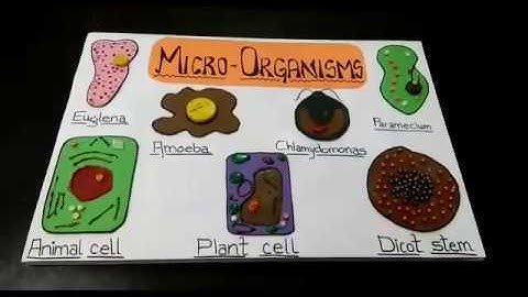 Model of microorganisms | science projects | models | 2D | #microorganism #model