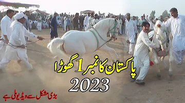 Haidari Malang Best Ghora Dance No 1 in 2023 | گھوڑا فخرے تھون