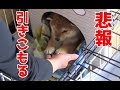 【柴犬子犬】てんちゃん、引きこもる! 太郎の犬モノガタリ#7
