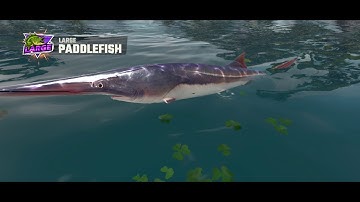 Fishing Master - Part 3 - Game Play