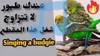 صوت الذكور البادجي يهيج الذكور والاناث على التزاوج