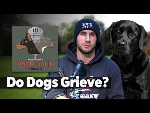 Do Dogs Grieve? Understanding Canine Loss & How to Help Your Dog Heal
