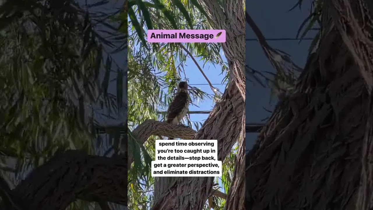 Hawk spiritual meaning🪶 Animal Spirit Guide✨