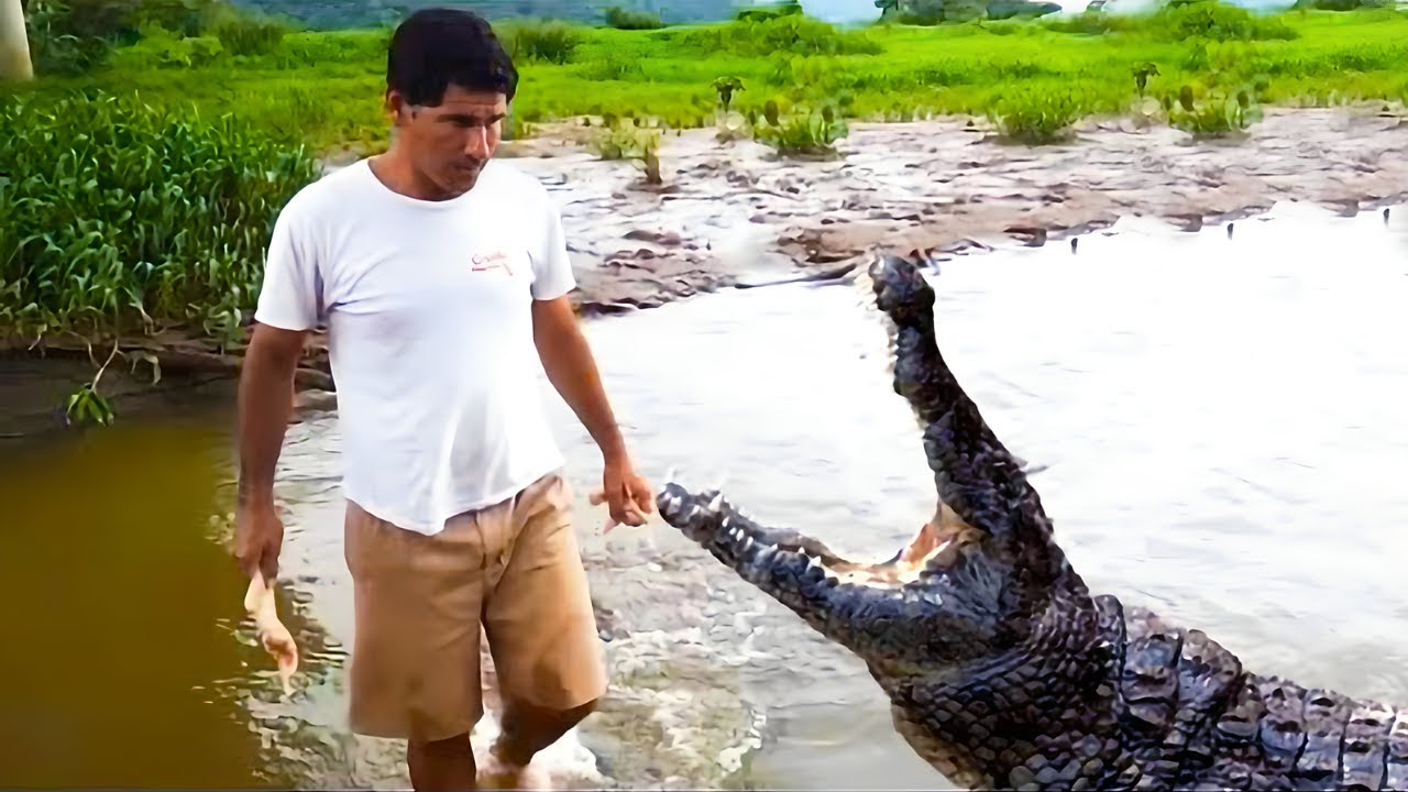 This Man Saved a Dying Crocodile. Years Later, Something Unexpected Happened!  - YouTube