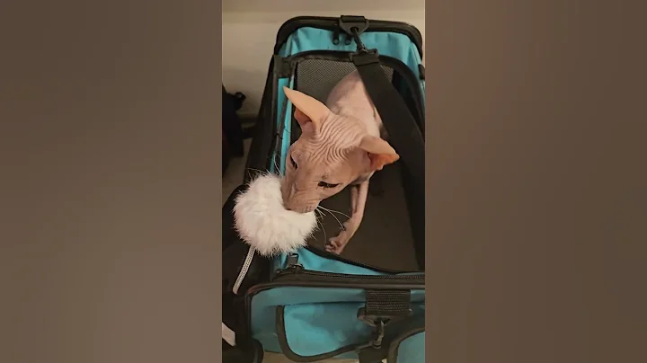 Watch the video about Cats need mommy's dress more #cat #animal #peterbald #catfamily #mycat #funny #funnycat #kittycat