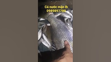 #kcx | kích cá nước mặn #kichcaxuyen #kichcaloixuyen #kichcagiare #kíchcábamiền #kichca #fish